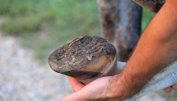 Hoof